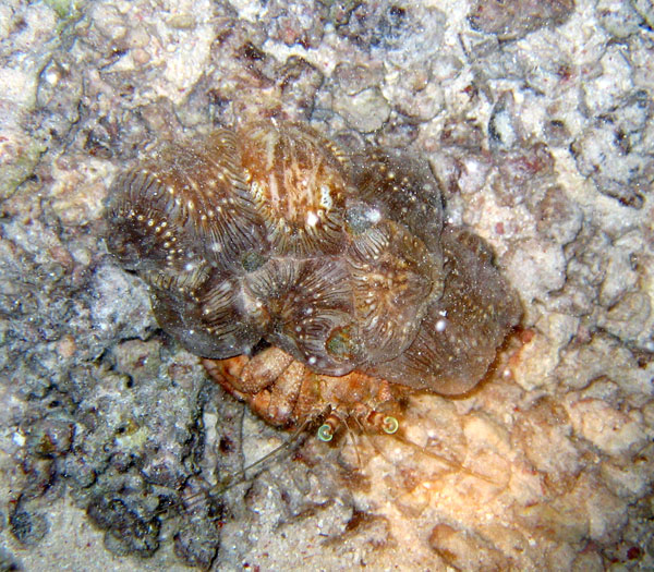 Рифы Хургады. Рак-отшельник.
