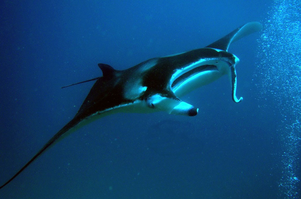 Мальдивы, октябрь 2014 Мальдивы, октябрь 2014