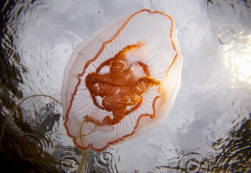 Медуза и дождь. Медуза и дождь.