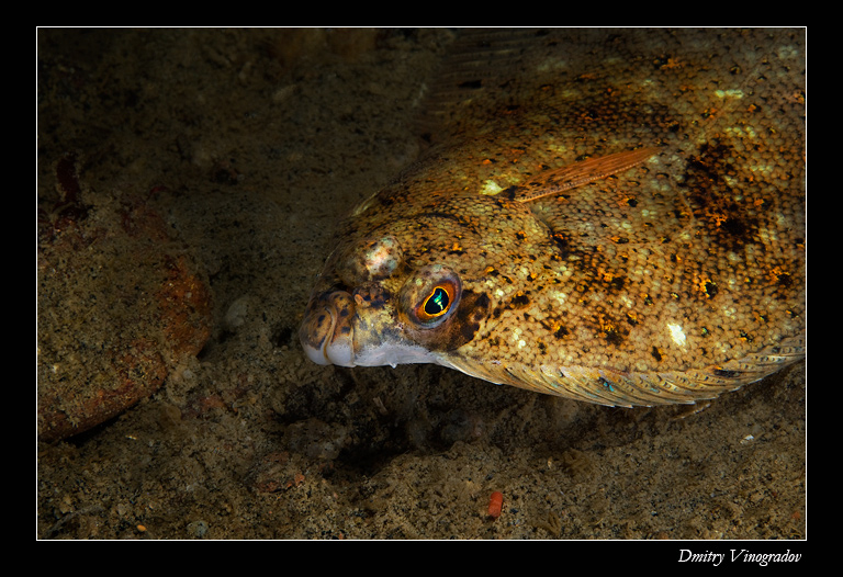 Вся жизнь в одной плоскости. Вся жизнь в одной плоскости.