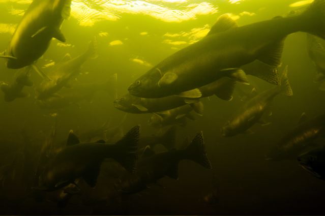 Река Кереть. У перекрытия. Река Кереть. У перекрытия.