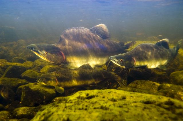 Река Кереть. Горбыли. Река Кереть. Горбыли.