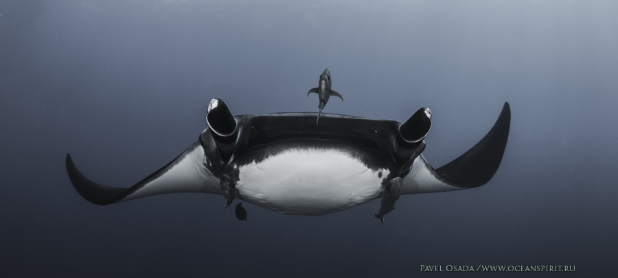 сан бенедикто сан бенедикто