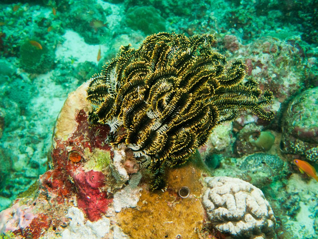 мальдивы 2015 мальдивы 2015