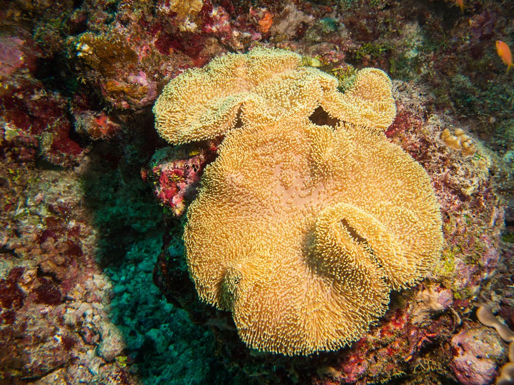 мальдивы 2015 мальдивы 2015