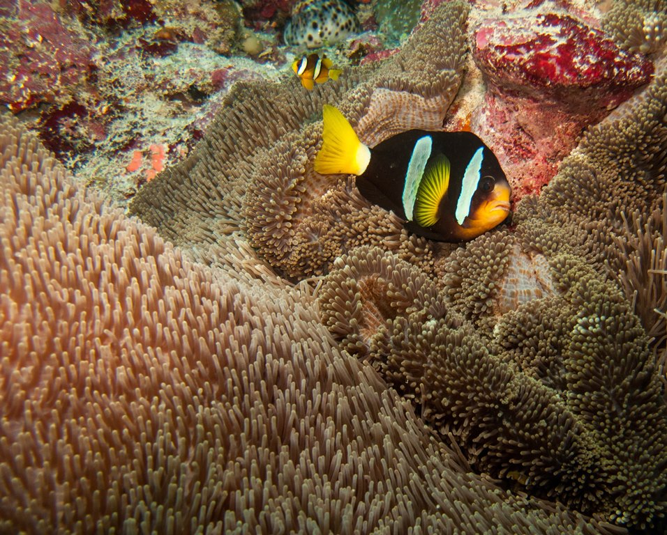 мальдивы 2015 мальдивы 2015