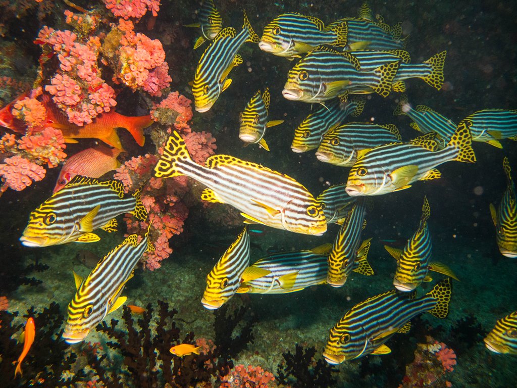 мальдивы 2015 мальдивы 2015