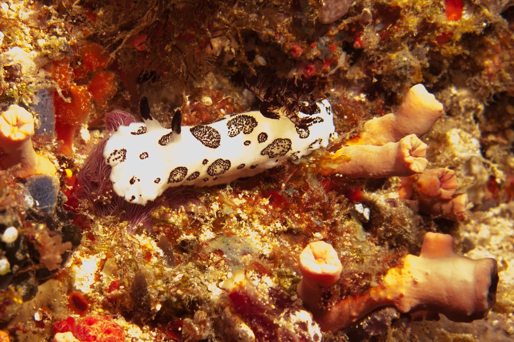 мальдивы 2015 мальдивы 2015