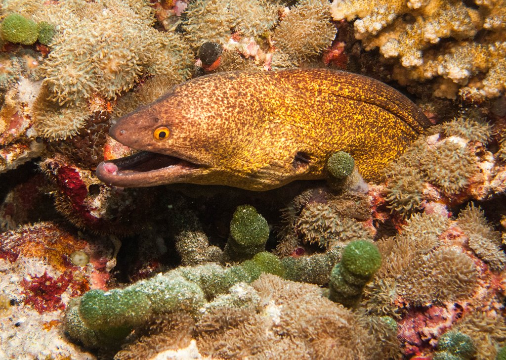 мальдивы 2015 мальдивы 2015