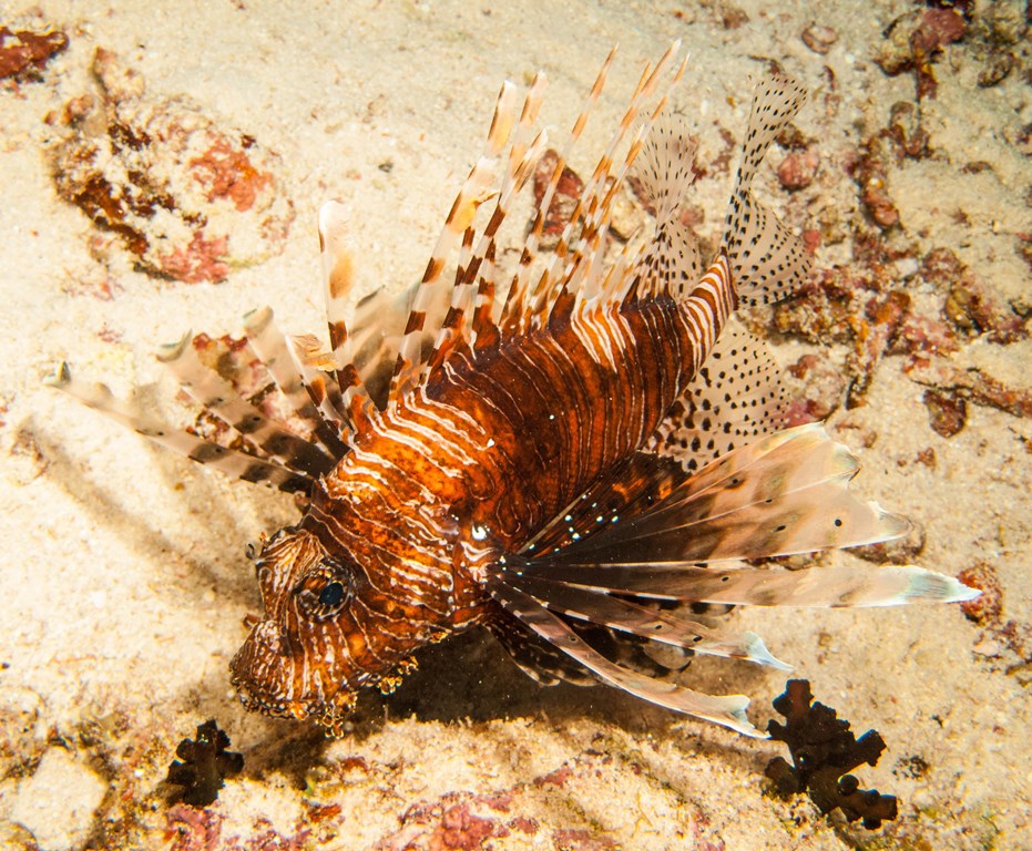 мальдивы 2015 мальдивы 2015