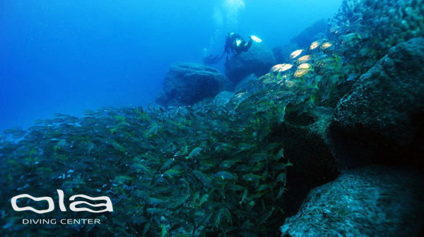 Roncadores of Pal Mar wall Roncadores of Pal Mar wall