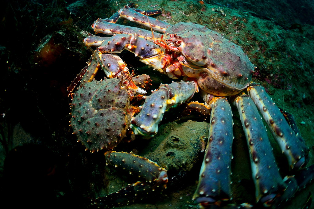 Ведехин 8.03.2015 Баренцево Ведехин 8.03.2015 Баренцево