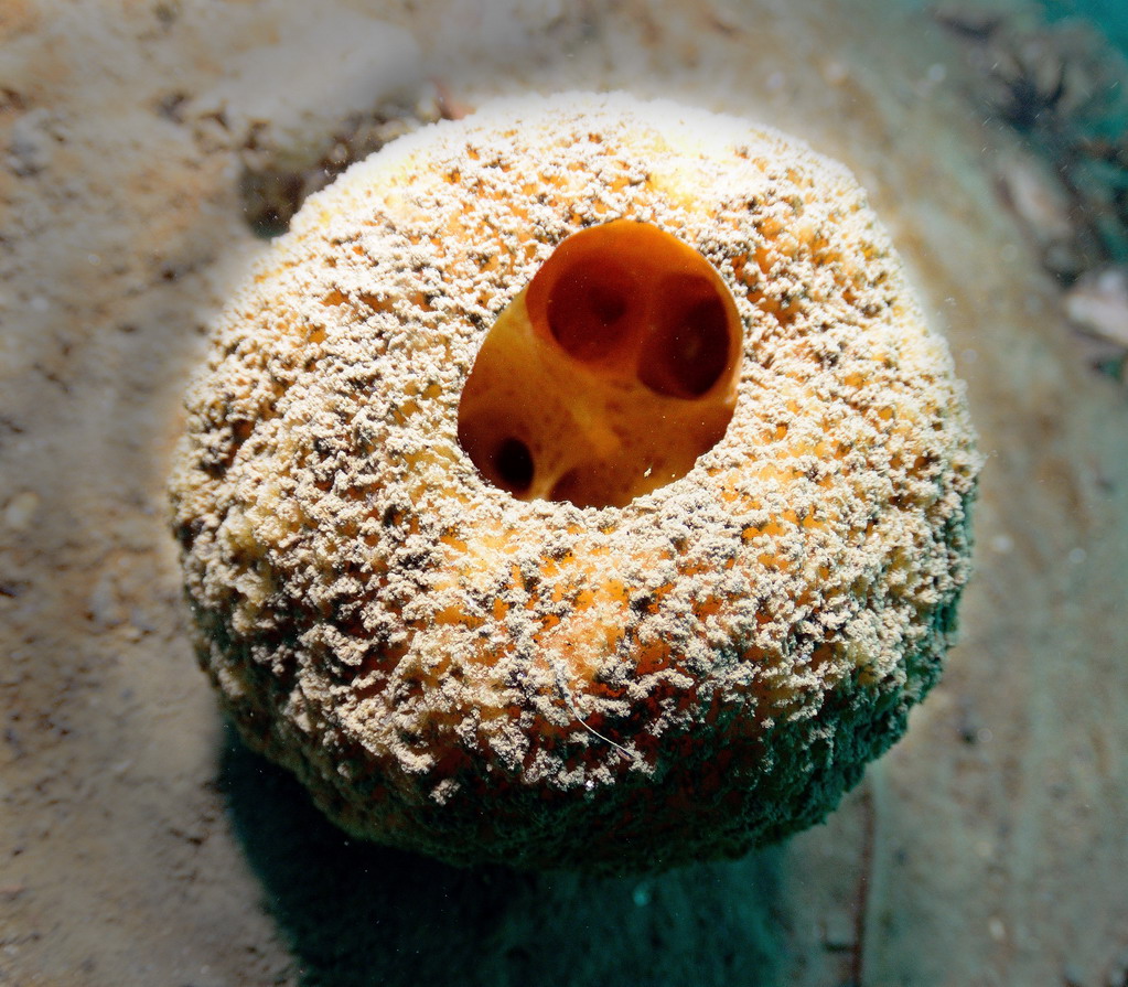 Ведехин 8.03.2015 Баренцево Ведехин 8.03.2015 Баренцево