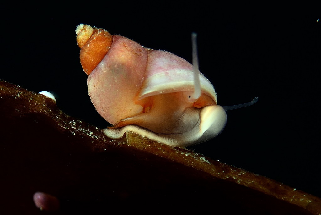 Ведехин 8.03.2015 Баренцево Ведехин 8.03.2015 Баренцево