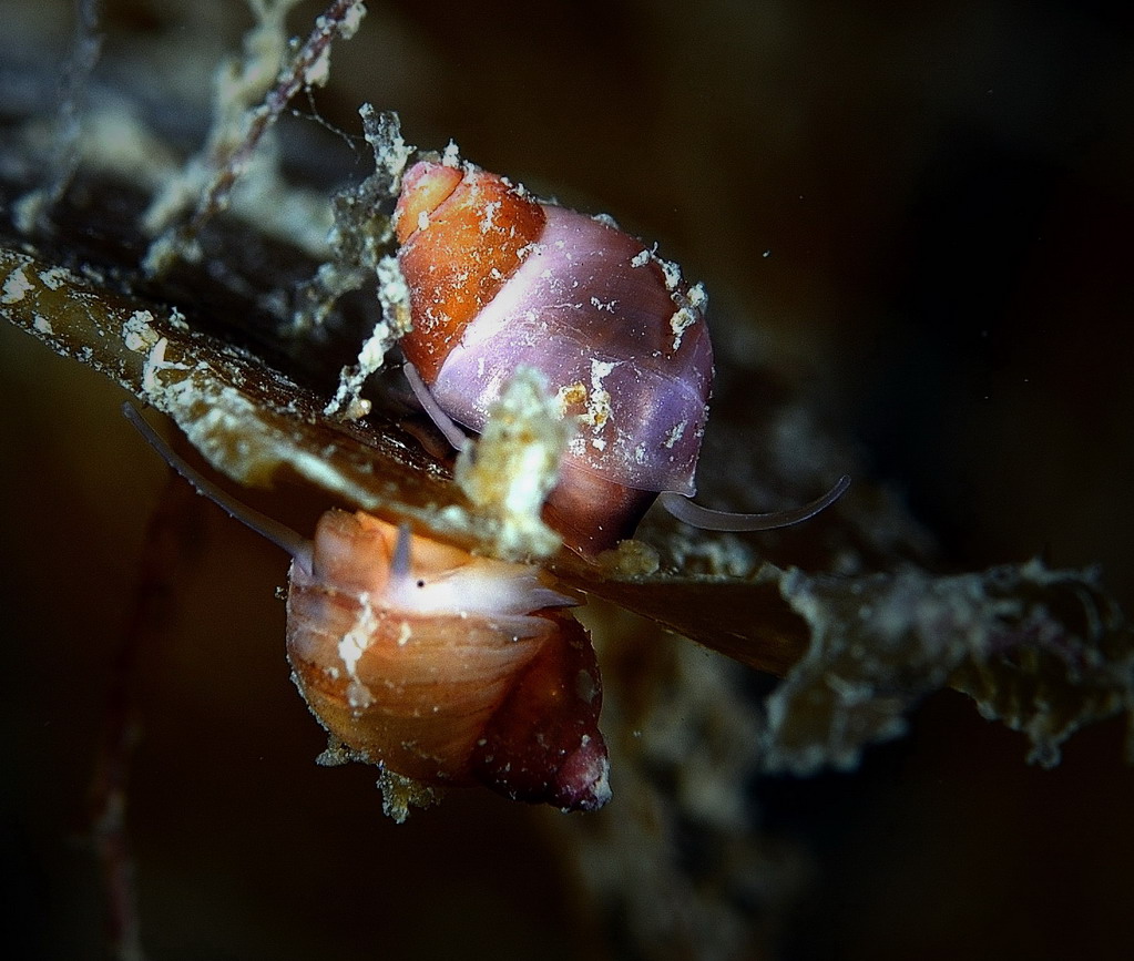 Ведехин 8.03.2015 Баренцево Ведехин 8.03.2015 Баренцево