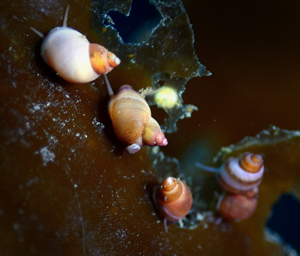 Ведехин 8.03.2015 Баренцево Ведехин 8.03.2015 Баренцево