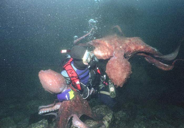 2octo 2octo