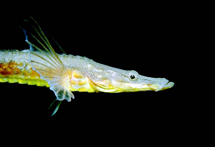 crocodail1 crocodail1