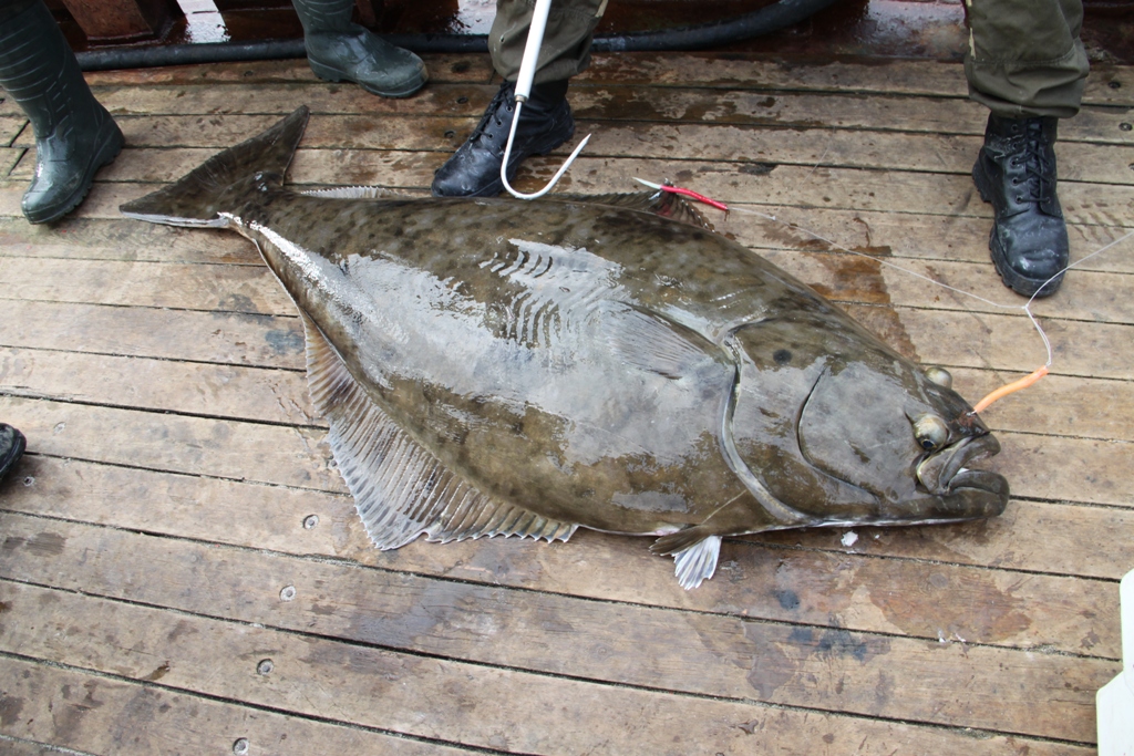 Палтус Палтус