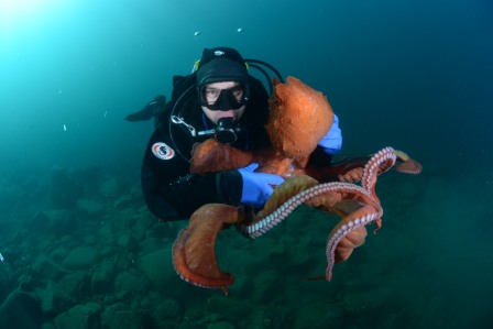 Осьминог Смычка 2 Осьминог Смычка 2