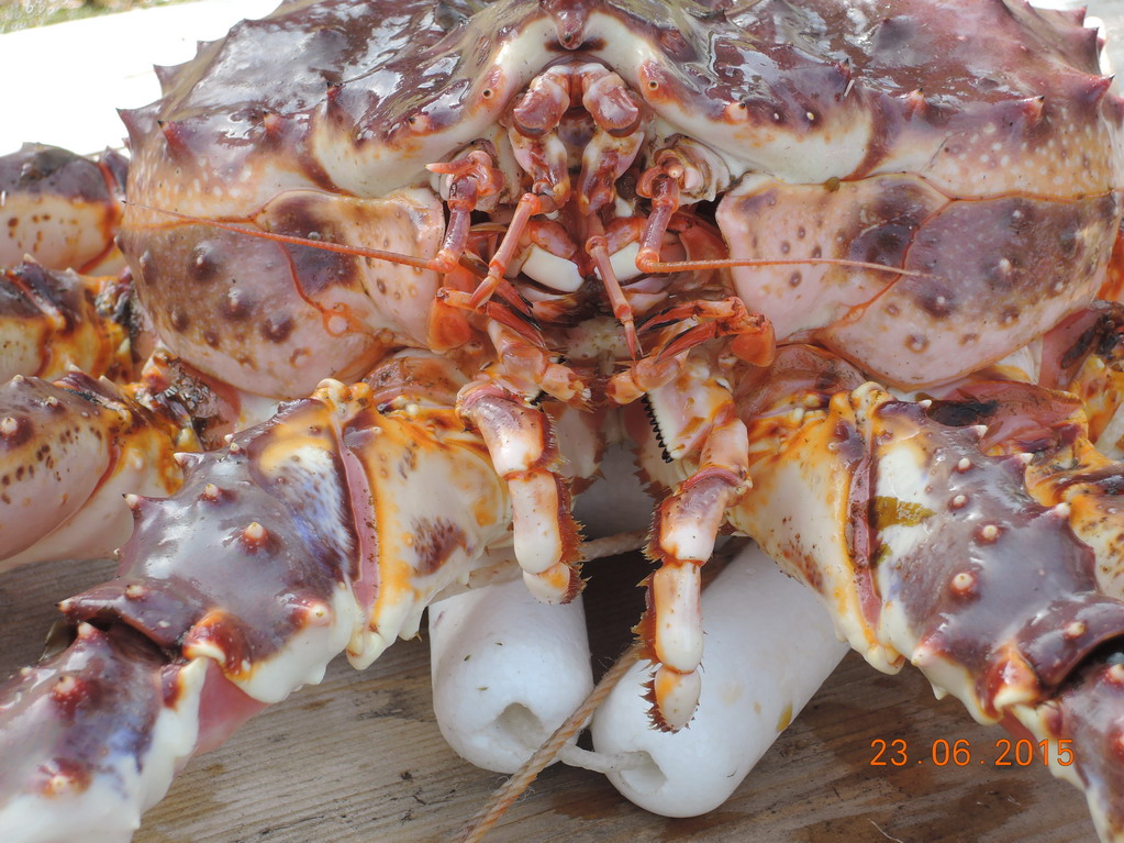 Бугоунес. Бугоунес.