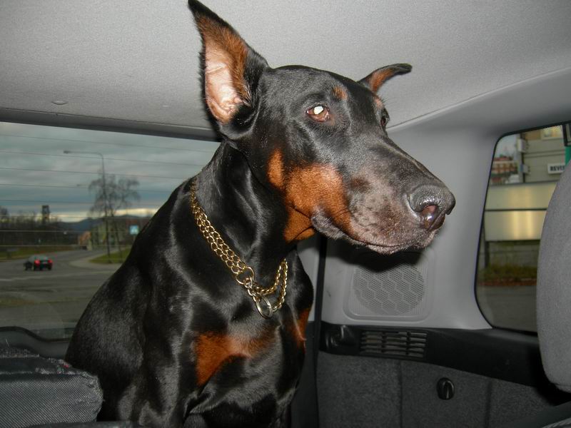 Нарвик (5-8,10,2007). Нарвик (5-8,10,2007).