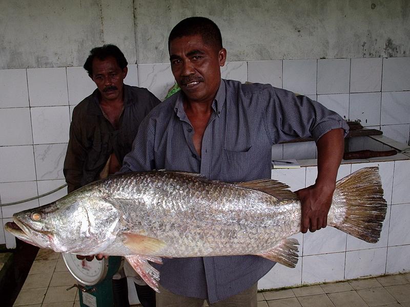 Барамунди (Lates calcarifer) Барамунди (Lates calcarifer)