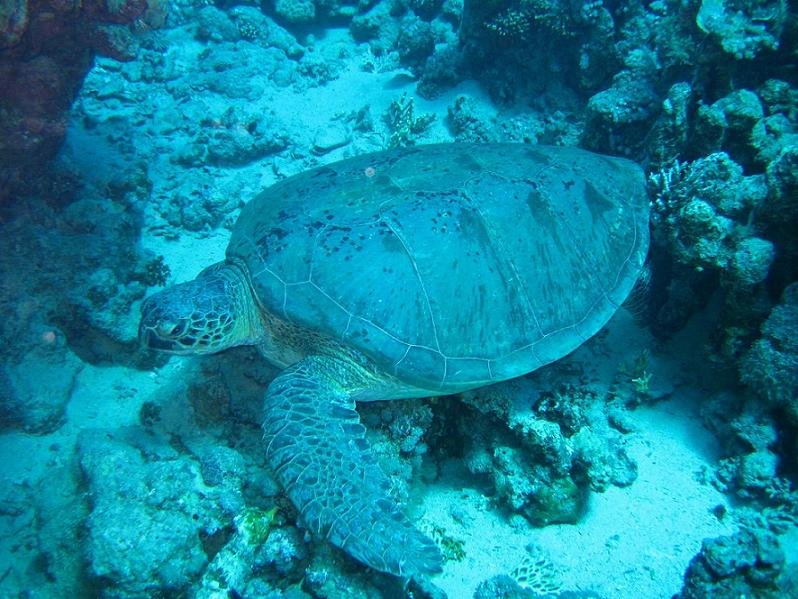 Черепаха Черепаха