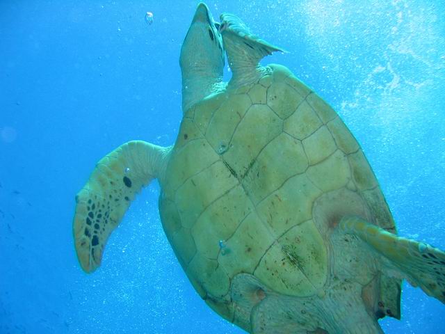 Это в Шарме Это в Шарме