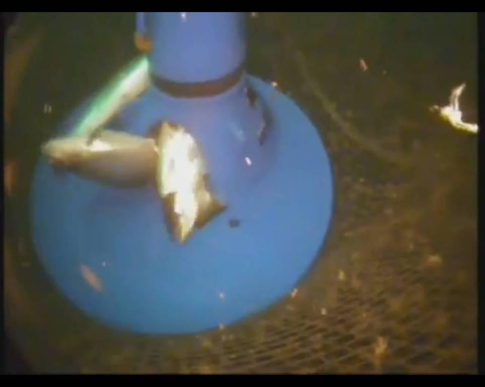 эрлифт для сбора снулой рыбы из садков эрлифт для сбора снулой рыбы из садков