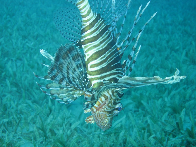 Бухта Наама-Бэй Бухта Наама-Бэй