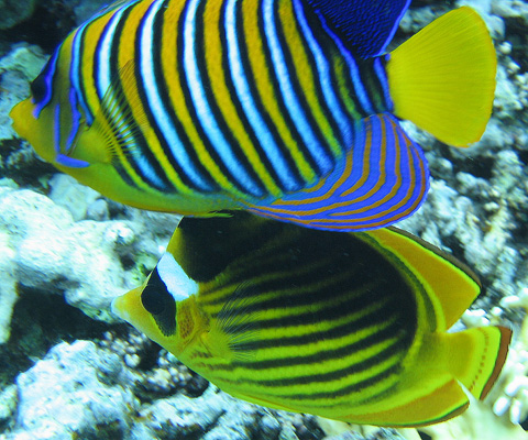 Рифы Хургады. Королевская рыба-ангел и полосатая рыба-бабочка. Рифы Хургады. Королевская рыба-ангел и полосатая рыба-бабочка.