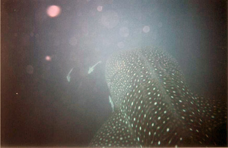 Акула Акула