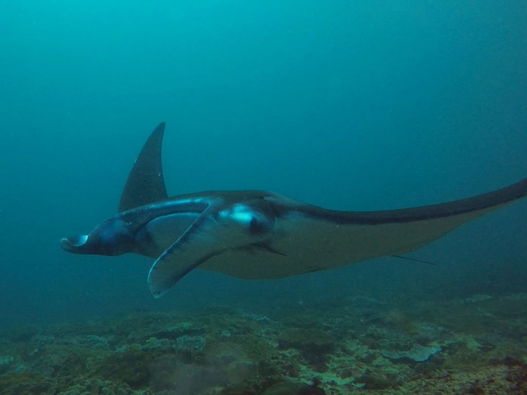 Манта Манта