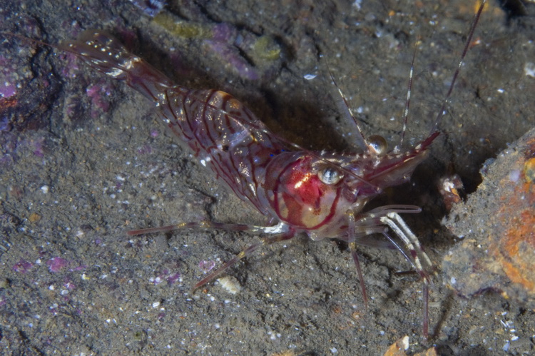 Картеш в Норвегии 28.10 – 02.11. Макро. Картеш в Норвегии 28.10 – 02.11. Макро.