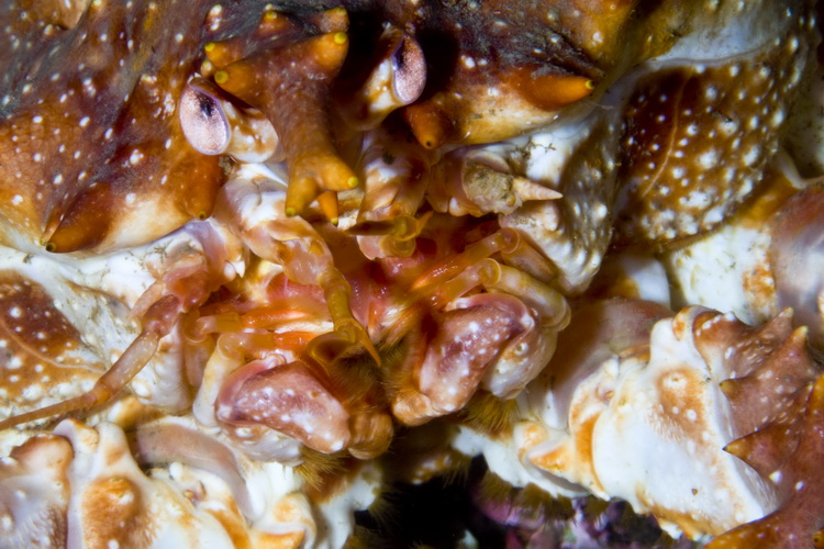 Картеш в Норвегии 28.10 – 02.11. Макро. Картеш в Норвегии 28.10 – 02.11. Макро.