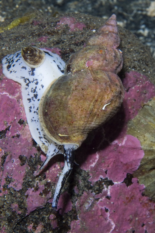 Картеш в Норвегии 28.10 – 02.11. Макро. Картеш в Норвегии 28.10 – 02.11. Макро.