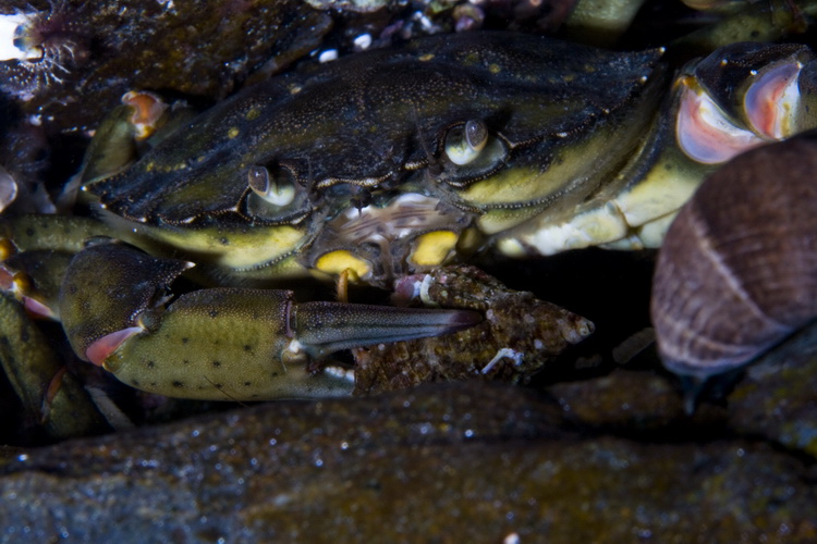 Картеш в Норвегии 28.10 – 02.11. Макро. Картеш в Норвегии 28.10 – 02.11. Макро.