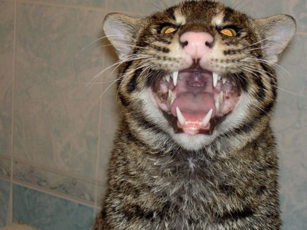 Друзья помыли любимца Друзья помыли любимца