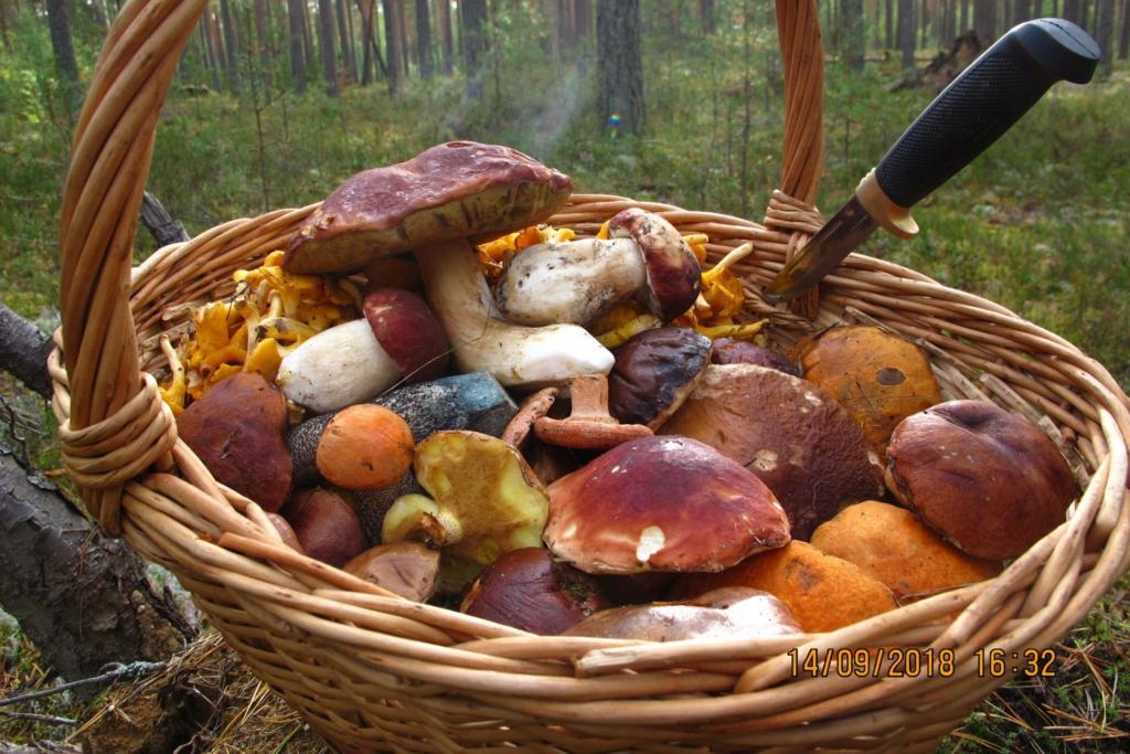 грибы 1 грибы 1