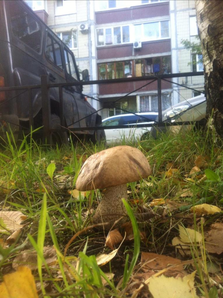 гРИБЫ 2 гРИБЫ 2