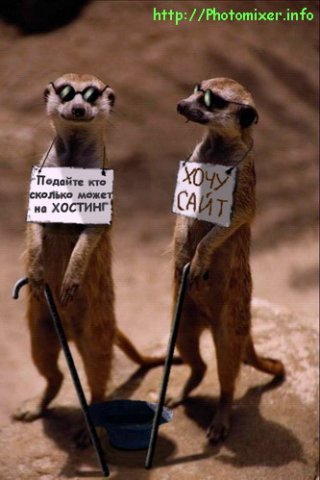 alisa bazilio alisa bazilio