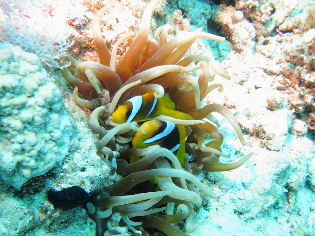 Судан3 Судан3