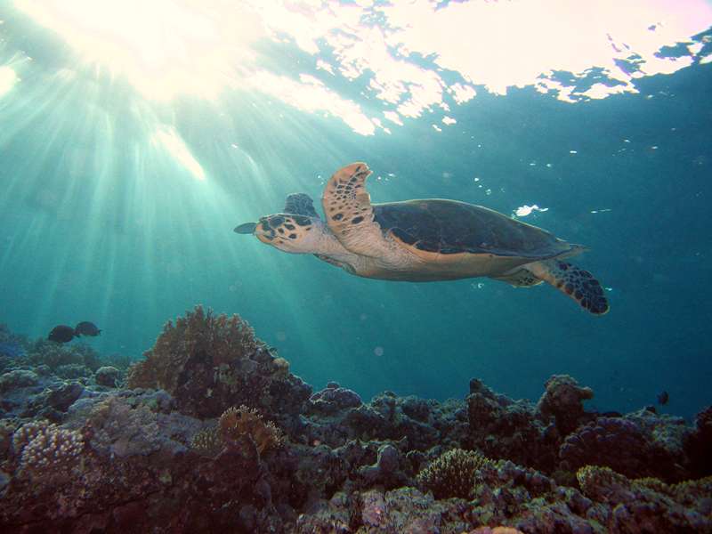 зарисовки из шарма зарисовки из шарма