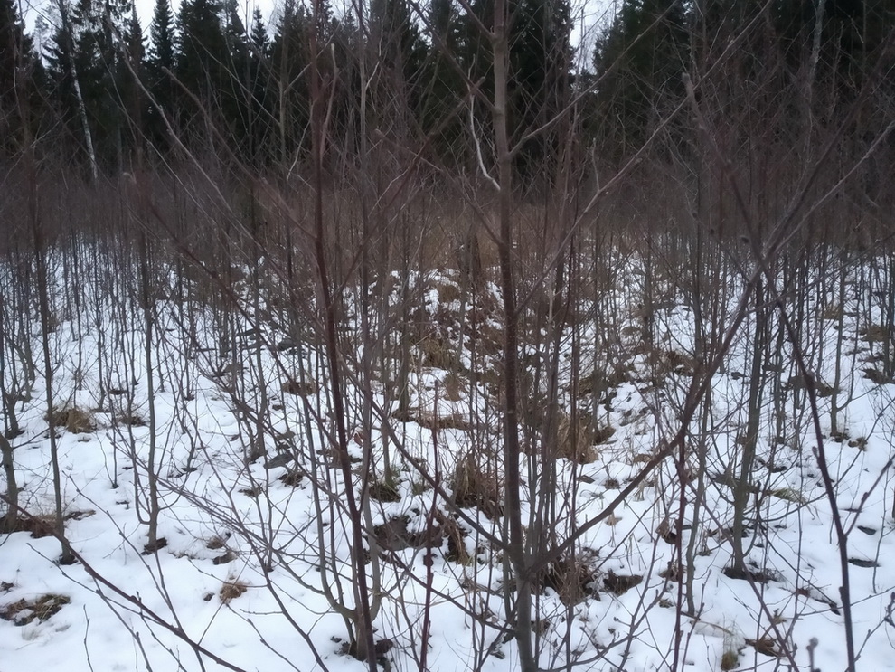 этот лес общим голосованием был признан травой и косился бампером этот лес общим голосованием был признан травой и косился бампером