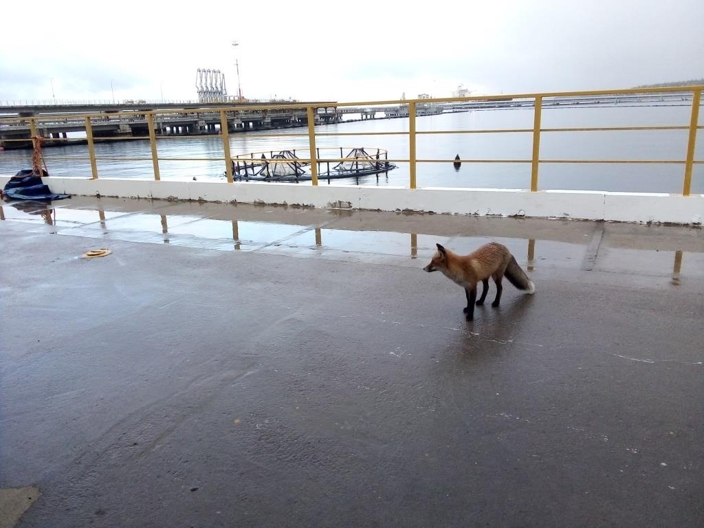 Лиса у садков в порту Лиса у садков в порту