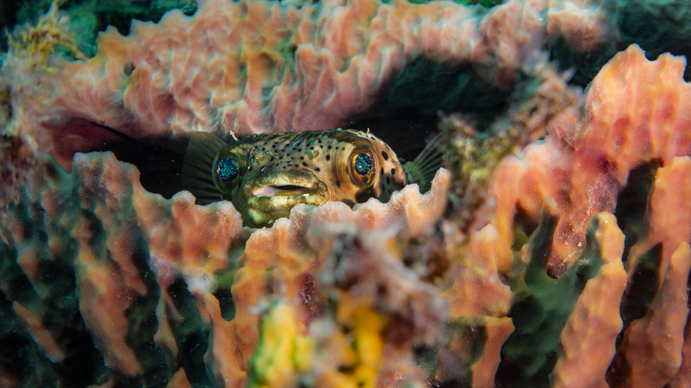 Cozumel 2022 Cozumel 2022