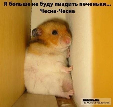 chestna chestna chestna chestna