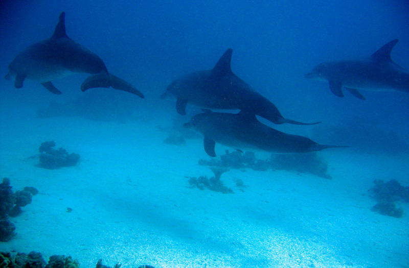 Рифы Хургады. Дельфины у рифа Turtle Bay. Рифы Хургады. Дельфины у рифа Turtle Bay.