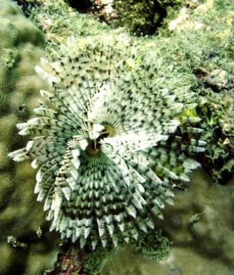 Сиамский залив 2007 г. Сиамский залив 2007 г.